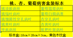 果树病害标本 果蔬病虫害标本