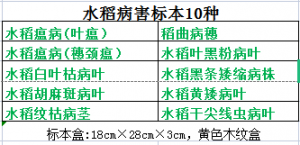 水稻病害标本