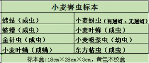 小麦害虫标本