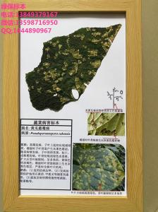 黄瓜霜霉病防治蔬菜害虫标本