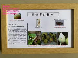 梨小食心虫防治 果树害虫标本