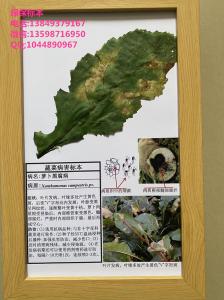 萝卜黑腐病 蔬菜病害标本