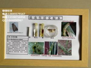 甜菜夜蛾  作物害虫标本