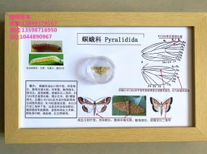 螟蛾科昆虫系统分类标本