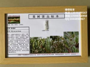 桃瘤蚜防治果树虫害标本