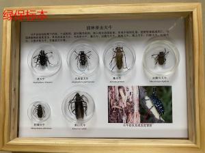 昆虫分类标本蝽类害虫14种