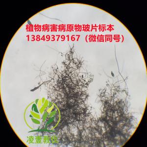 白菜黑斑病分生孢子玻片标本