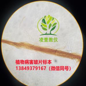 菌丝束玻片标本