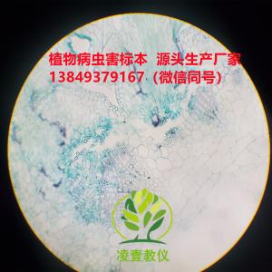 菟丝子吸器玻片标本生物切片标本