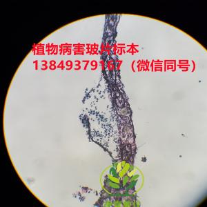 苋菜白锈病玻片标本 生物切片标本  植物病害玻片标本