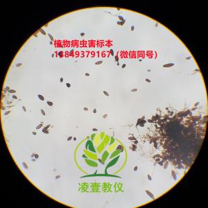 小麦根腐病（无性）玻片标本生物切片标本