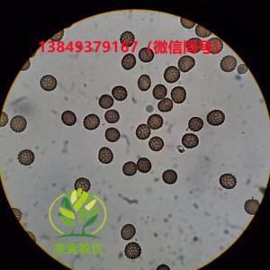 小麦网腥黑穗病玻片标本生物切片标本