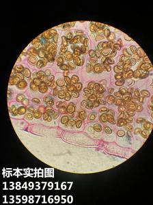 玉米褐斑病菌植物作物果树蔬菜病虫害玻片标本