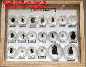 鞘翅目昆虫10种、30种、50种、100种、150种分类盒装标本