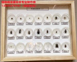 有益昆虫6种、25种、50种盒装标本